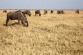 Wilderbeest, Botswana, Africa Royalty Free Stock Photo