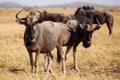 Wilderbeest, Botswana, Africa Royalty Free Stock Photo