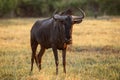 Wilderbeest - Chobe N.P. Botswana, Africa Royalty Free Stock Photo