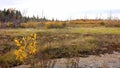 Forest fall colours landscape. Wilderness autumn rhapsody in Ontario Royalty Free Stock Photo