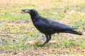 Wilderness black crow bird standing on grass field catching some