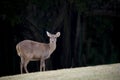 Wilderness deer in natural wild life field