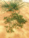 Desert herbs on the gold sands