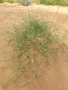 Desert herbs on the gold sands