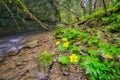 Wilderness in Hybicka tiesnava gorge during spring with Marsh Marigold flowers Royalty Free Stock Photo