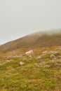 Wilderness. Icelandic sheep grazing on a pasture in Iceland. Typical Iceland sheep with horns and a thick layer of wool Royalty Free Stock Photo