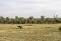 landscape with hyena on grass, Kruger park, South Africa