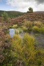 Wilderness nature at Glen Feshie in the highlands of Scotland.