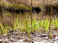 Wilderness River Flora Closeup Spring Nature