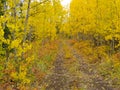 Wilderness trail golden fall aspen boreal forest Royalty Free Stock Photo