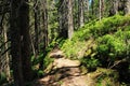 Wilderness trail, National Park Black Forest , Baden-Wuerttemberg, Germany