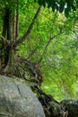 Wilderness tropical rain forest with moss-covered rocks and lots of roots above rock boulders on the ground. Sunlight is unable to Royalty Free Stock Photo