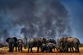 Wildfire in Africa, herd of elephants in smother smoke and black ash. Fire burned destroyed savannah. Animal in fire burnt place
