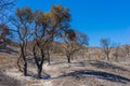 Wildfire Burned Hillside Royalty Free Stock Photo