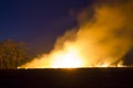 Wildfire Burning forest ecosystem is destroyed Royalty Free Stock Photo