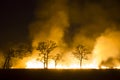 Wildfire Burning forest ecosystem is destroyed Royalty Free Stock Photo