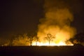 Wildfire Burning forest ecosystem is destroyed