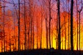 Wildfire burning forest Royalty Free Stock Photo