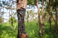 Wildfire burning tree and destroy everything that lives in the forest