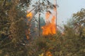 Wildfire burning tree in red and orange color at the day. Royalty Free Stock Photo