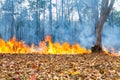 Wildfire burning in tropical forest ,Thailand Royalty Free Stock Photo