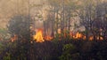 Wildfire disaster in tropical forest