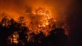 Wildfire disaster in tropical forest .