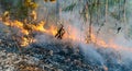 Wildfire disaster in tropical forest caused by human