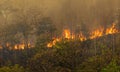 Wildfire disaster in tropical forest caused by human