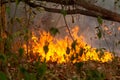 Wildfire disaster in tropical forest caused by human
