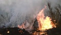 Wildfire while drought close-up flame. Smoke and air Pollution from farm fields.