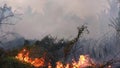 Wildfire while drought close-up flame. Smoke pollution from agricultural fields.