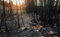 After wildfire with dust and ashes/area of illegal deforestation.