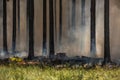 Wildfire, fire in a forest Royalty Free Stock Photo