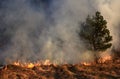 Wildfire, forest fire, burning forest Royalty Free Stock Photo