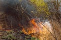 Wildfire, forest fire, burning forest, field fire Royalty Free Stock Photo