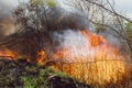 Wildfire, forest fire, burning forest, field fire Royalty Free Stock Photo