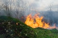 Wildfire, forest fire, burning forest, field fire Royalty Free Stock Photo