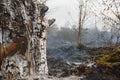 Wildfire, forest fire, burning forest, field fire Royalty Free Stock Photo