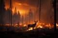 wildfire forest fire Engulfs Woods Fire Spreads Wildly