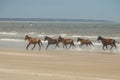 Wildfire in National park near AstrakhanWild horses of Cumberland island on the ocean Royalty Free Stock Photo