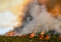 Fynbos Wildfire