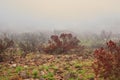 Wildfire spreading through nature on Lions head, Cape town. Trees, bushes and plants on a misty morning on a rocky