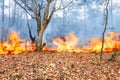 Wildfire in tropical forest ,Thailand Royalty Free Stock Photo