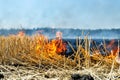 Wildfire on wheat field stubble after harvesting near forest. Burning dry grass meadow due arid climate change hot weather and Royalty Free Stock Photo