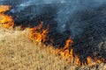 Wildfire on wheat field stubble after harvesting near forest. Burning dry grass meadow due arid climate change hot weather and Royalty Free Stock Photo