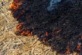 Wildfire on wheat field stubble after harvesting near forest. Burning dry grass meadow due arid climate change hot weather and Royalty Free Stock Photo