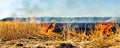 Wildfire on wheat field stubble after harvesting near forest. Burning dry grass meadow due arid climate change hot weather and Royalty Free Stock Photo