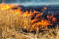 Wildfire on wheat field stubble after harvesting near forest. Burning dry grass meadow due arid climate change hot weather and Royalty Free Stock Photo