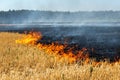 Wildfire on wheat field stubble after harvesting near forest. Burning dry grass meadow due arid climate change hot Royalty Free Stock Photo